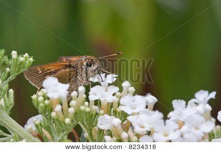 Srebro zauważył Skipper motyl ssie nektar