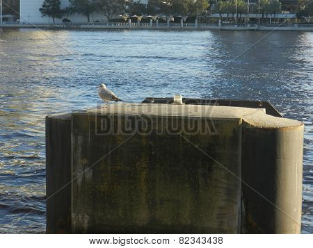 Gull common name glaucous winged gull scientific name larus glaucesens
