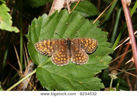 Heath malinowiec (Melitaea athalia)