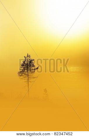 Pine Tree In Heavy Fog At Dawn