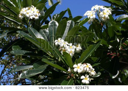 Flor
