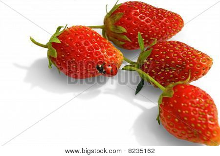 Marienkäfer auf Erdbeeren