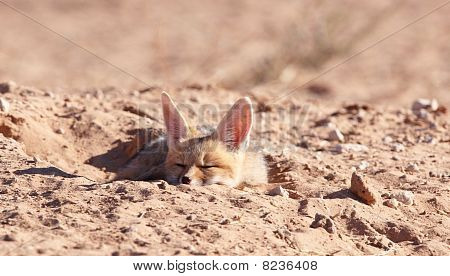 Sciacallo dalla gualdrappa (canis Mesomelas)