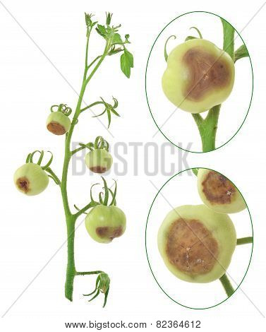 Blossom end rot of tomato - Calcium deficiency - plant disorder
