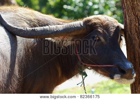 Buffalo