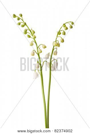 Two spring flowers isolated on white. Lily of the Valley
