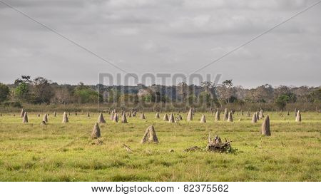 Termite nests in Pantanal, focus on foreground, Brazil