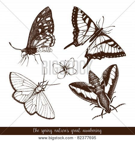 Realistic vector butterfly sketch
