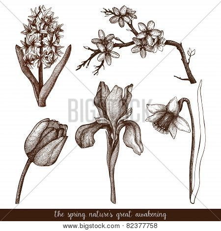 Vector flowers sketch set.