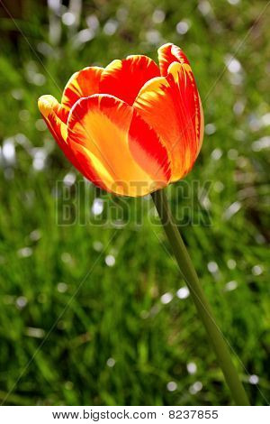 Jediný červený Tulipán