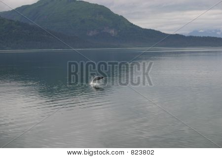 Naruszenie Humpback whale w Glacier Bay