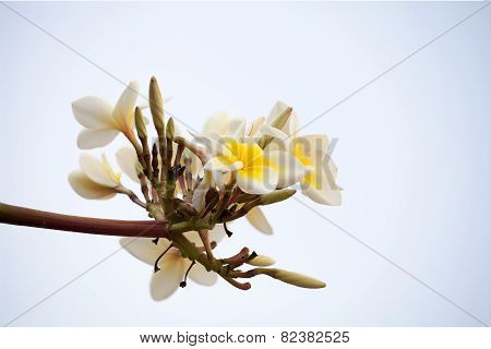 White  Frangipani Or Plumeria
