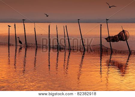 Birds to the late afternoon