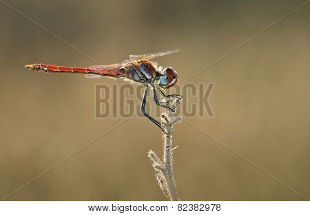 red eyes