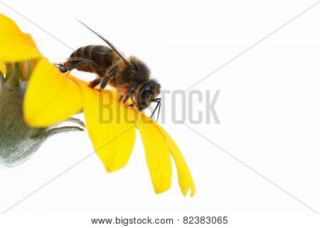 Bee eating