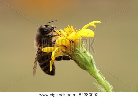 Bee