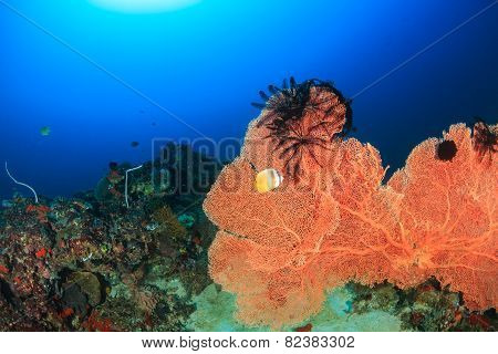 Large Sea Fan On A Coral Reef