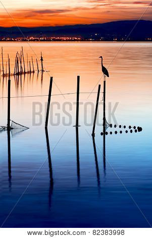 bird on the lake