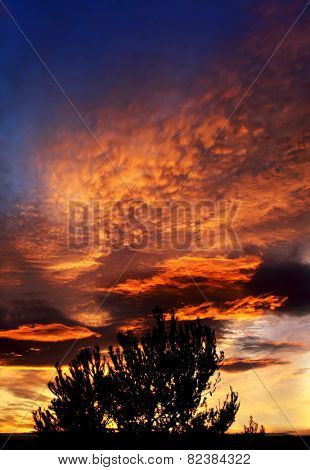 tree and sky