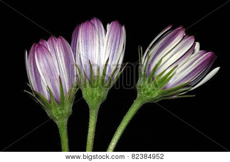 light on the flowers