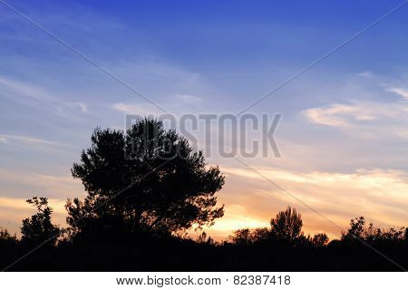 the sky and the forest
