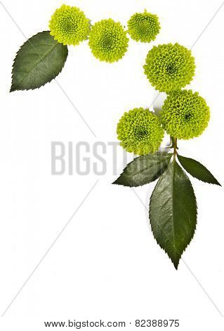 green flowers