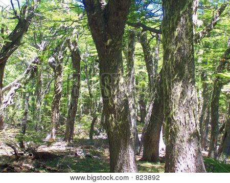 treesfreshair