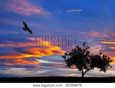 alcon and clouds the