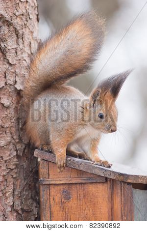 Red Squirrel.
