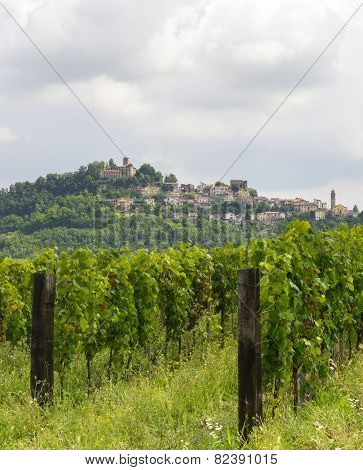 Summer Landscape In Monferrato With Vineyards