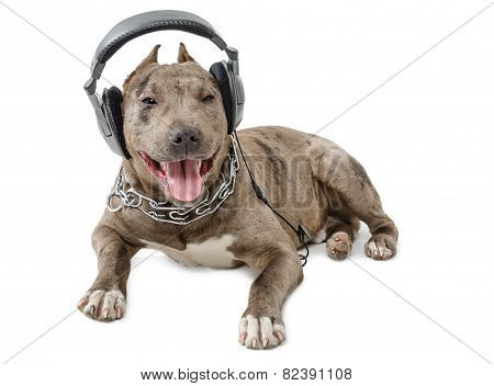 Pit bull in headphones