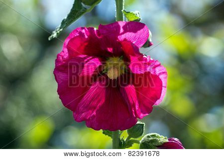 Blooming hollyhock Alcea rosea