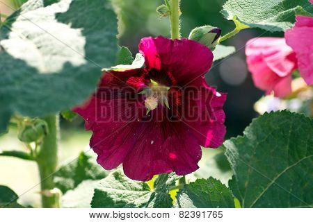 Blooming hollyhock Alcea rosea