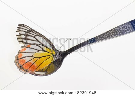 Yellow Butterfly In Spoon