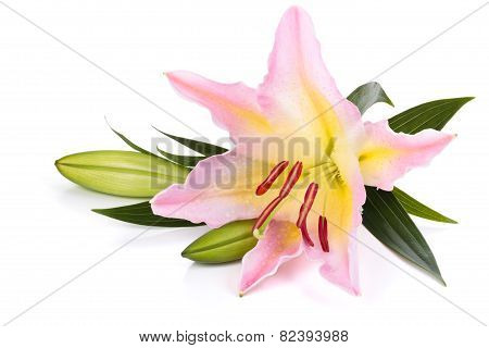 Pink Liliy.