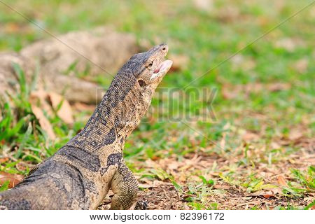 Close Up Face Of Water Monitor Varanus Salvator Open Mouth And Lying On Green Grass Field