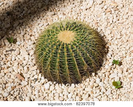 Echinocactus Grusonii Cactus From Above