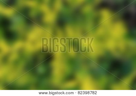 Blur Green Leaf Background