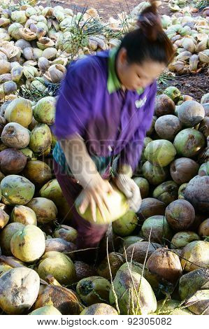 Asian Worker, Coconut, Vietnamese, Mekong Delta