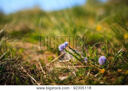 Globularia Cordifolia L.