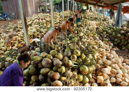 Asian Worker, Coconut, Vietnamese, Mekong Delta