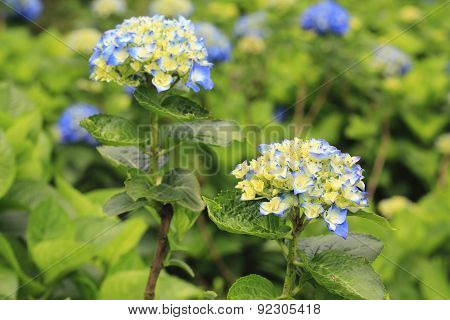 Hydrangea,Big-leaf Hydrangea,Laurustinus