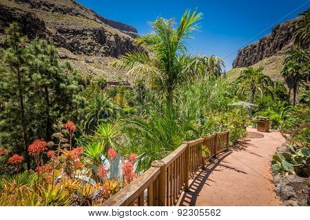 Tropical plants garden