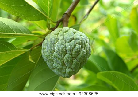 Sugar apple Annona squamosa Family Annonaceae Central of Thailand