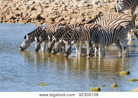 Zebras Drinking