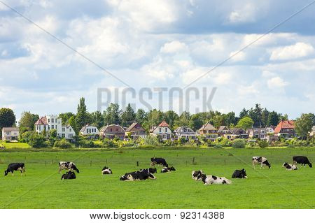 Dieren Cows