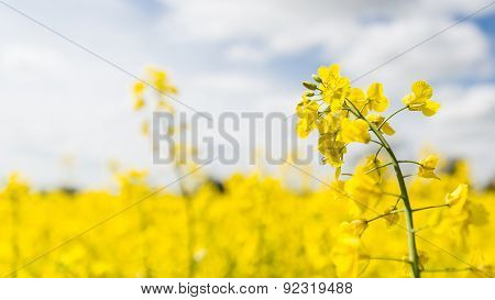 Rape Seed