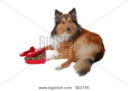 Chien romantique 
