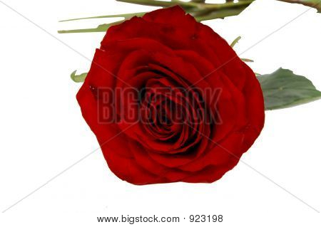 Fleur de la Saint-Valentin