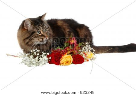 Romantique Cat 2
